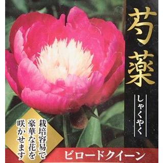 11月下旬以降出荷予定】<br>2年生養成大株 芍薬（シャクヤク