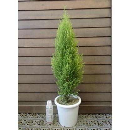 ゴールドクレスト（5寸） 約40〜60cm （コニファー） : 日本花卉