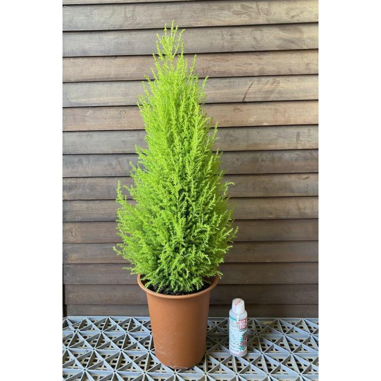 観葉植物　ゴールドクレスト（コニファー） PLANCHU 観葉植物 コニファー ゴールドクレスト ウィルマ 4号鉢 受け皿