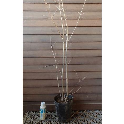 柘榴の木 柘榴苗木 大甘ザクロ（日本ざくろ）：果樹苗 日本ザクロ