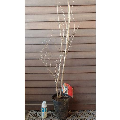 柘榴の木 柘榴苗木 カリフォルニア巨大ザクロ：果樹苗 ざくろの木