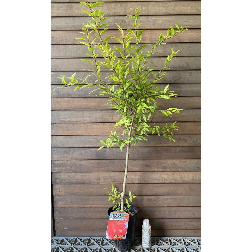 柘榴の木 柘榴苗木 カリフォルニア巨大ザクロ：果樹苗 ざくろの木