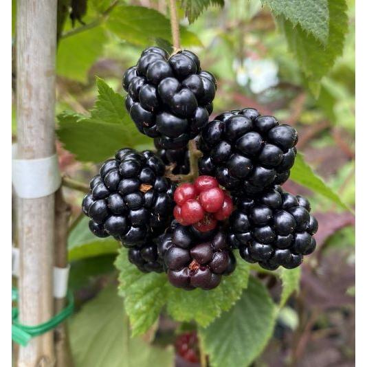 ブラックベリー ジャンボアミ No.11 ブラックベリー・あみ| 種・苗