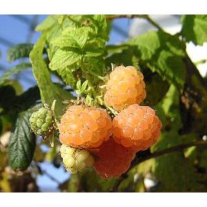 黄実ラズベリー フォールゴールド 果樹苗 国内送料無料