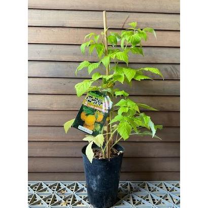 黄実ラズベリー（フォールゴールド）：果樹苗 : 日本花卉