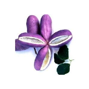 ジャンボアケビ 紫水晶 三つ葉あけび 大実アケビ 果樹苗 Z 日本花卉ガーデンセンターyahoo 店 通販 Yahoo ショッピング