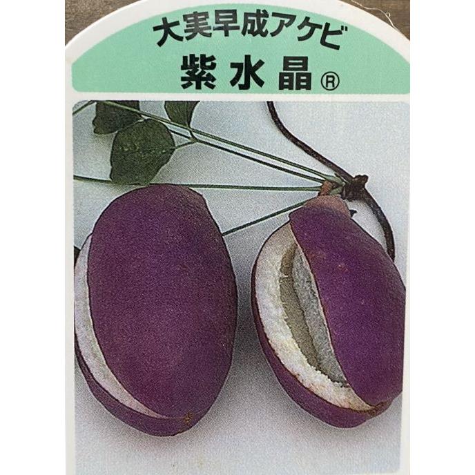 ジャンボアケビ（紫水晶）三つ葉あけび 大実アケビ ：果樹苗 : 日本