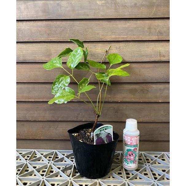 ジャンボアケビ（紫水晶）三つ葉あけび 大実アケビ ：果樹苗 : 日本