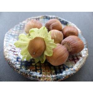 一才性】（丸実）ハシバミ ：果樹苗 日本版ヘーゼルナッツ : 日本花卉