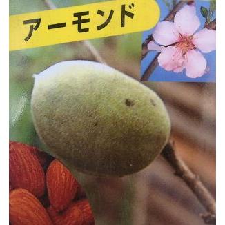 アーモンド苗木 アーモンド（接ぎ木苗 ポット植え） ：果樹苗 苗 苗木