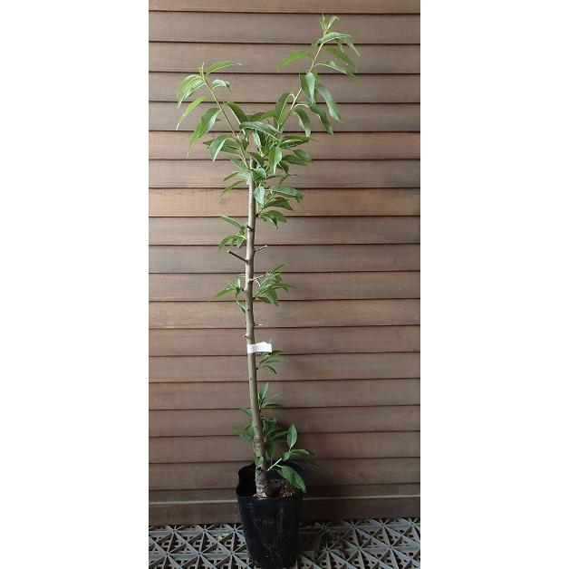 アーモンド 接ぎ木苗 ポット植え 果樹苗 苗 苗木 Z 日本花卉ガーデンセンターyahoo 店 通販 Yahoo ショッピング