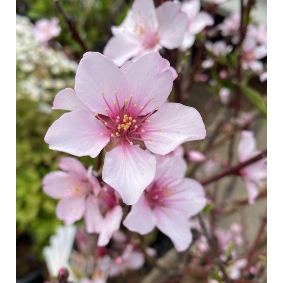 アーモンド苗木 アーモンド（接ぎ木苗 ポット植え） ：果樹苗 苗 苗木