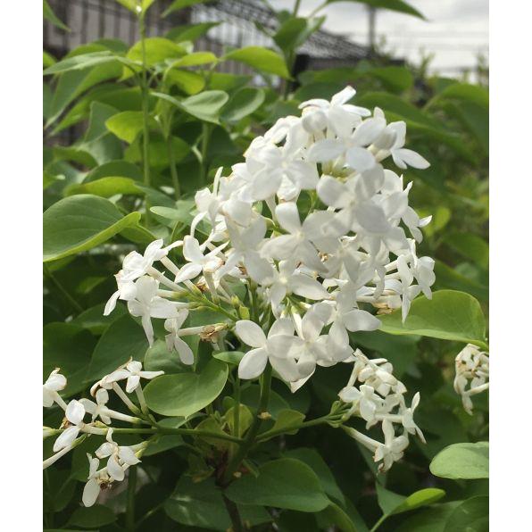 ライラック/白花【現品発送】管理80160 ライラック （白花） 苗木 苗 : 日本花卉ガーデンセンターYahoo!店