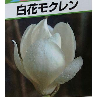 白木蓮（白花木蓮 ハクモクレン） ハクレン 樹高100センチ程度 苗 苗木