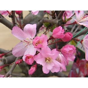 【中古】 花海棠 花海棠（ハナカイドウ）5寸鉢植え 接木苗 接ぎ木苗 : 日本花卉ガーデン