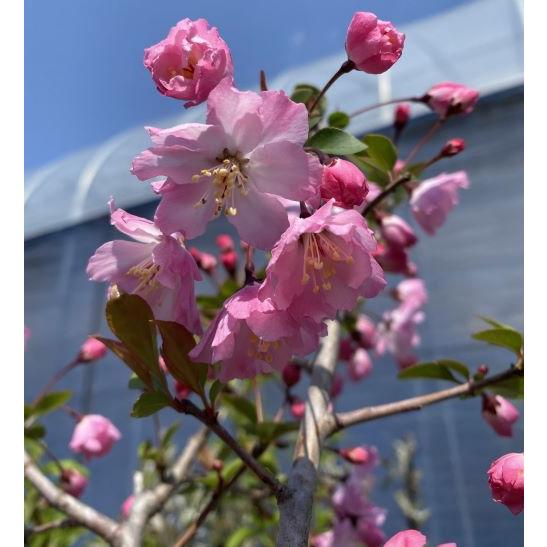 花海棠（ハナカイドウ）5寸鉢植え 接木苗 接ぎ木苗 : 日本花卉ガーデン