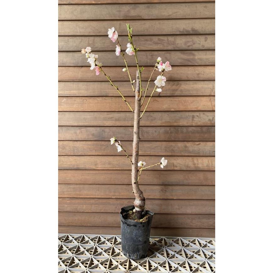 花桃 苗木 源平桃：花桃 ハナモモ 苗木 苗 はなもも : 日本花卉