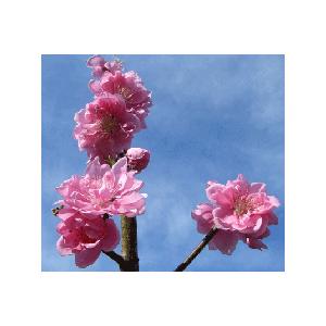 矢口桃：花桃 ハナモモ 苗木 苗 はなもも 6寸鉢植え : 日本花卉