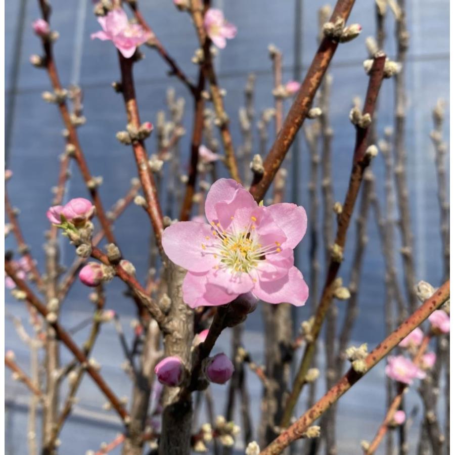 矢口桃：花桃 ハナモモ 苗木 苗 はなもも 6寸鉢植え : 日本花卉