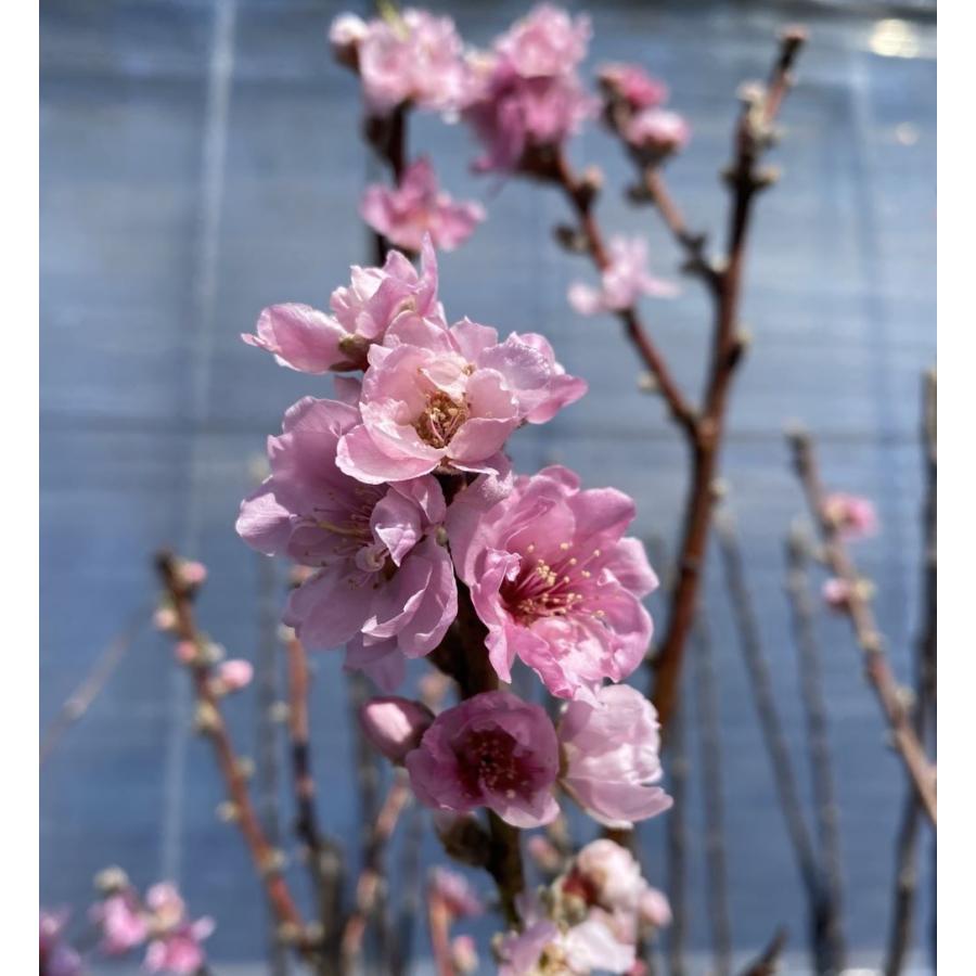 矢口桃：花桃 ハナモモ 苗木 苗 はなもも 6寸鉢植え : 日本花卉