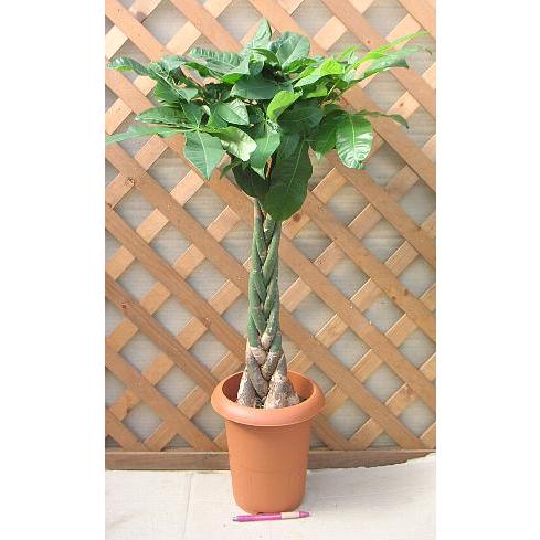 パキラ （7寸鉢植え、観葉植物） : 日本花卉ガーデンセンターYahoo!店