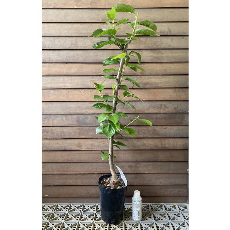 Keep品　いっぱい実付き❤️　サクランボ　暖地桜桃　苗木　苗　② 1本でなるさくらんぼの木 暖地桜桃（暖地さくらんぼ） 2年生 接木 苗