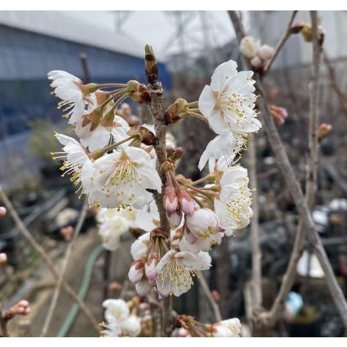 暖地桜桃（サクランボ）：果樹苗 さくらんぼ 苗木 苗 接木 : 日本花卉