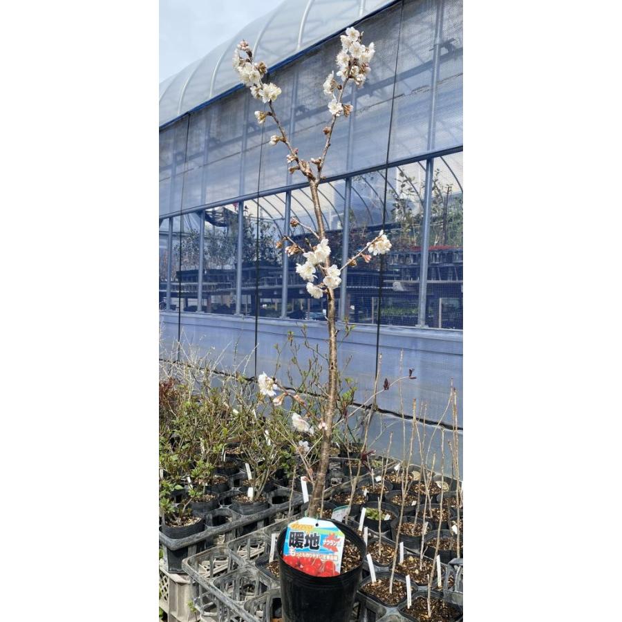 Keep品　いっぱい実付き❤️　サクランボ　暖地桜桃　苗木　苗　② 1本でなるさくらんぼの木 暖地桜桃（暖地さくらんぼ） 2年生 接木 苗