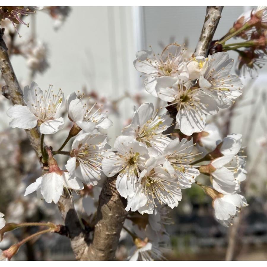 さくらんぼの苗木　(暖地)実が付き15年生3/28 暖地桜桃（サクランボ）：果樹苗 さくらんぼ 苗木 苗 接木 : 日本花卉