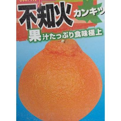 不知火 柑橘 （しらぬい シラヌイ ）：果樹苗 ＊デコポンという名称は