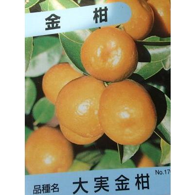 大実金柑（オオミキンカン）：果樹苗 柑橘苗 苗木 接木 苗 みかん