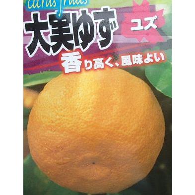 大実ユズ（本柚子、大実柚子）：果樹苗 柑橘苗 苗木 接木 苗 みかん