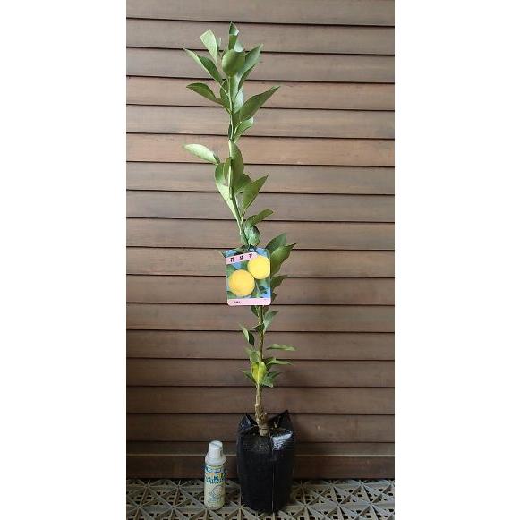 一才ユズ（花柚子、一才柚子）：果樹苗 柑橘苗 苗木 接木 苗 みかん