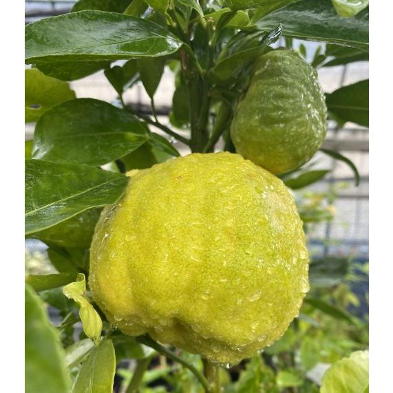 獅子ユズ（獅子柚子、ししゆず）：果樹苗 柑橘苗 苗木 接木 苗 みかん