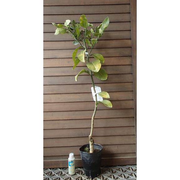 柑橘苗　グレープフルーツ苗 果樹 鉢ごと発送 柑橘苗 グレープフルーツ苗 果樹 鉢ごと発送