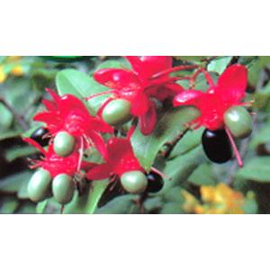 ミッキーマウスツリー ポット苗 Z 3972 日本花卉ガーデンセンターyahoo 店 通販 Yahoo ショッピング