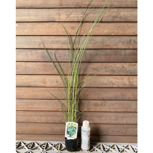 糸ススキ（イトススキ） : 日本花卉ガーデンセンターYahoo!店 - 通販