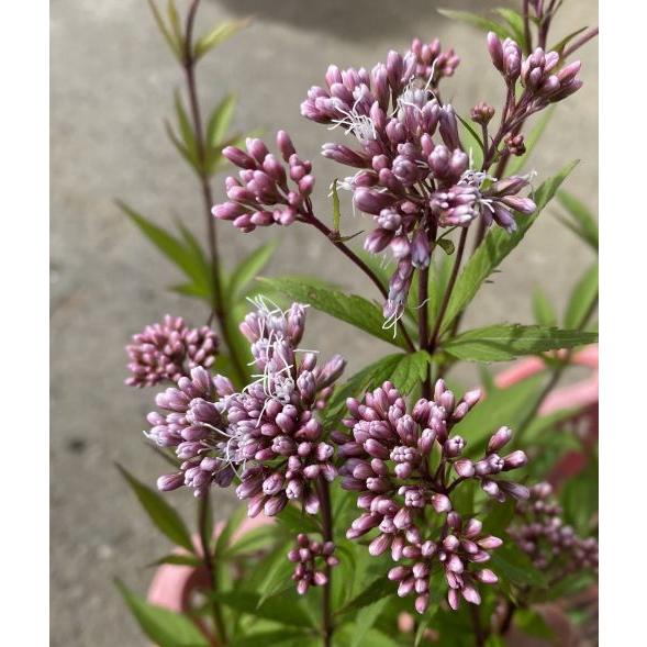 濃色 藤バカマ (濃色フジバカマ） 4寸鉢植え 苗 苗木 藤袴 : 日本花卉