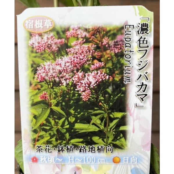花の苗 フジバカマ(藤袴) ポット苗 花の苗 フジバカマ(藤袴) ポット苗 宿根草 - メルカリ