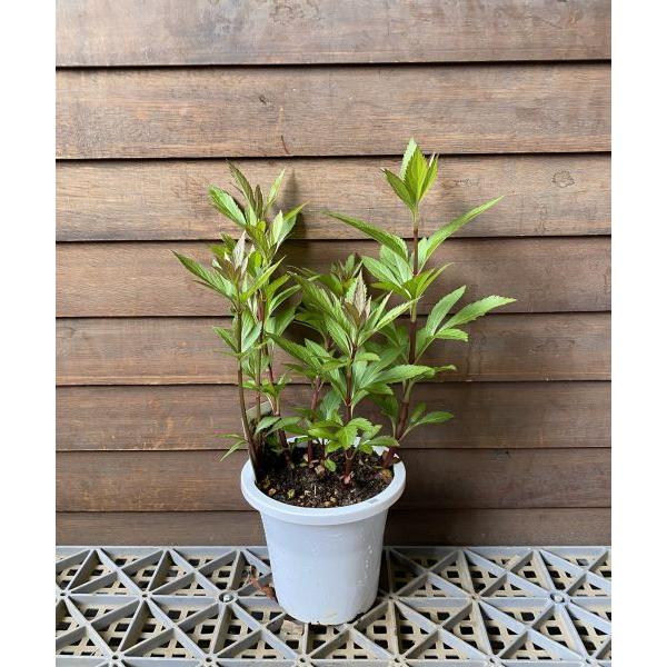 濃色 藤バカマ (濃色フジバカマ） 4寸鉢植え 苗 苗木 藤袴 : 日本花卉