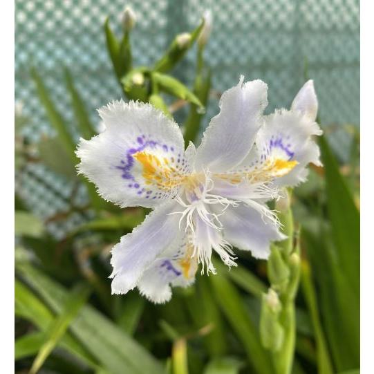 着後レビューで シャガ