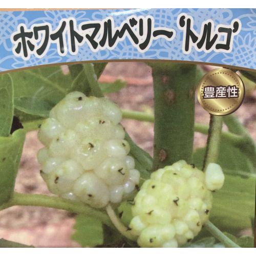 白実桑（ホワイトマルベリー） トルコ ：果樹苗 4寸ポット 挿し木苗