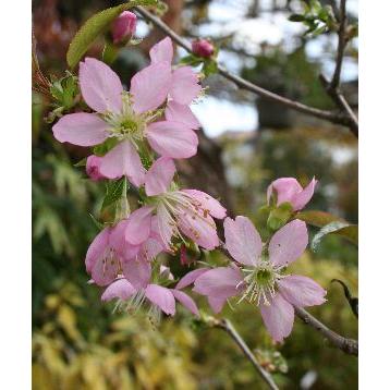 桜の木 桜の苗木 桜の花 ヒマラヤ桜 選抜種 （5寸鉢植え