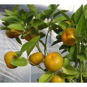 シークワーサー（シークアーサー）：果樹苗 柑橘苗 苗木 接木 苗