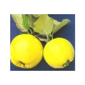 マルメロ 果樹苗 Z 日本花卉ガーデンセンターyahoo 店 通販 Yahoo ショッピング