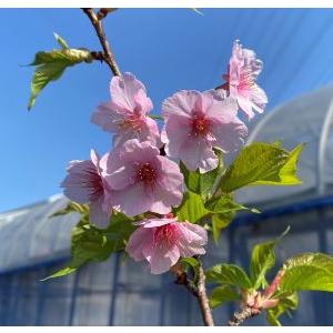 桜 桜の木 桜の苗木 河津桜：カワヅザクラ（桜） 苗木 さくら 苗