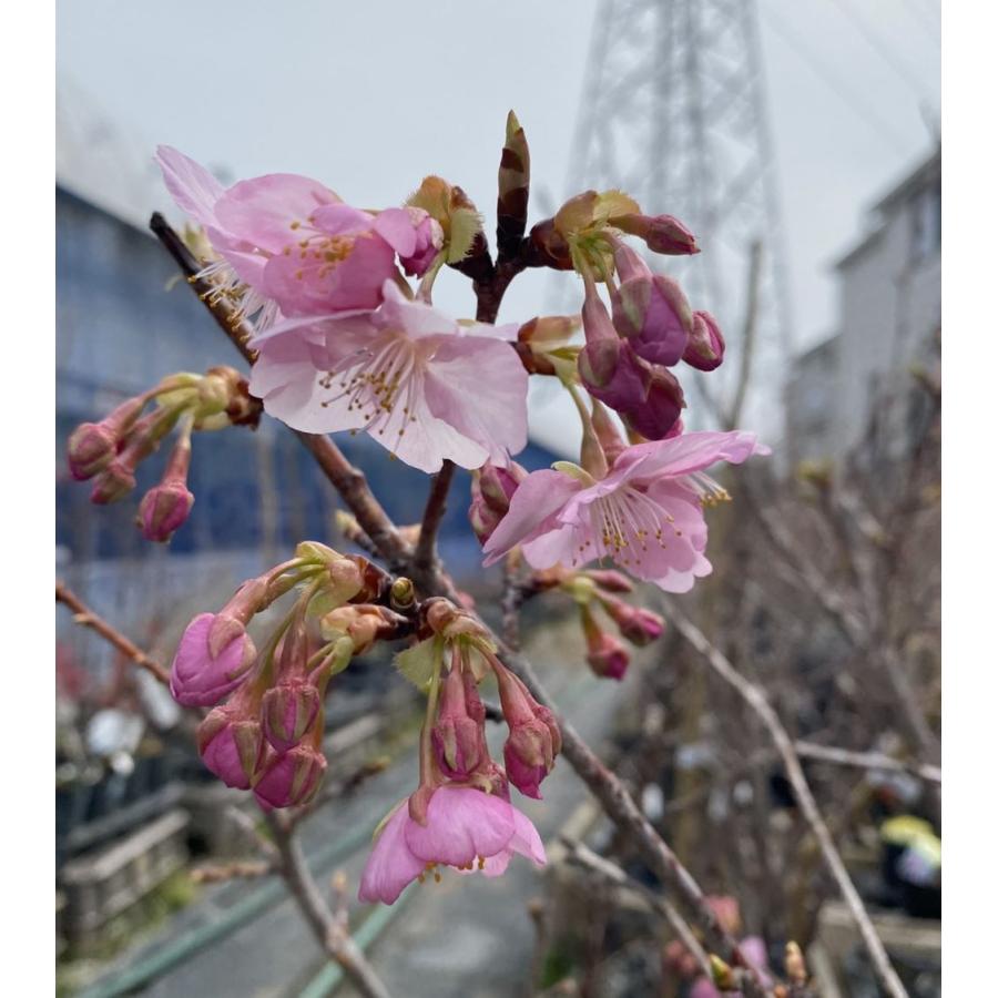 桜 桜の木 桜の苗木 河津桜：カワヅザクラ（桜） 苗木 さくら 苗