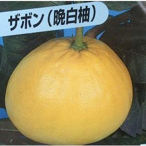 ザボン（晩白柚 バンペイユ）：果樹苗 柑橘苗 苗木 接木 苗 みかん