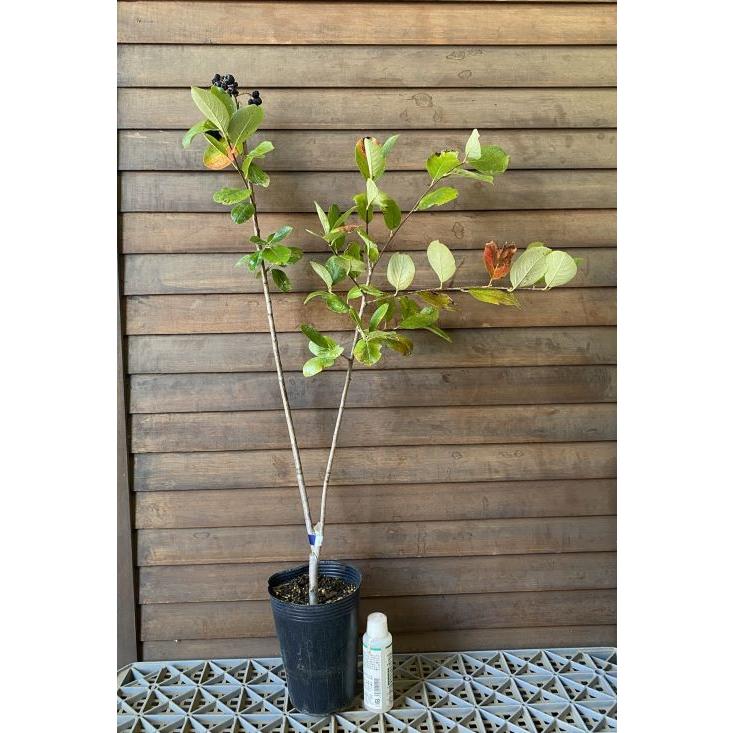 大株 アロニア チョコレートベリー（チョコベリー）樹高90センチ程度