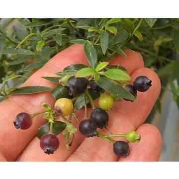 大株 6号鉢植え ワイルドブルーベリー ビルベリー ：果樹苗